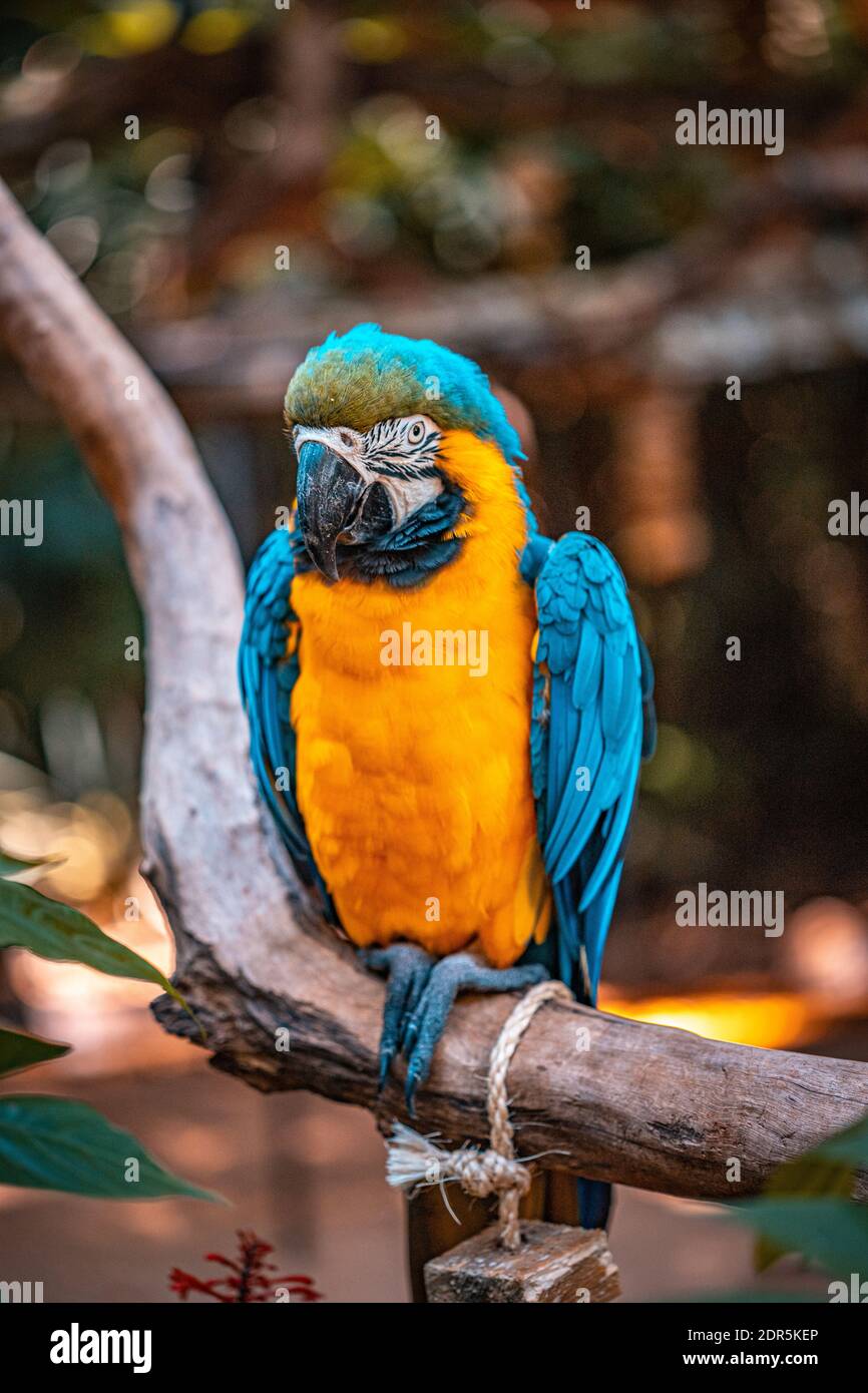 Blauer Papagei in Brasilien Stockfoto