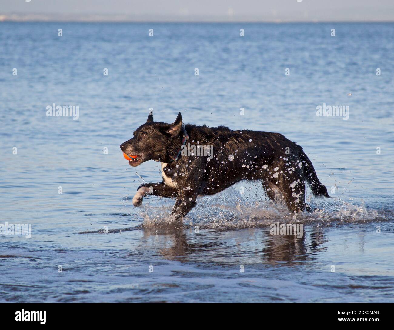 Portobello, Edinburgh, Schottland, Großbritannien. 20 Dezember 2020. Sonnenschein, aber kühle Temperatur von 7 Grad Celsius das hält nicht an 7 Jahre alten Poppy das Labor / Collie mit einem Ball und Splash und Dash in der Firth of Forth. Quelle: Arch White/Alamy Live News. Stockfoto