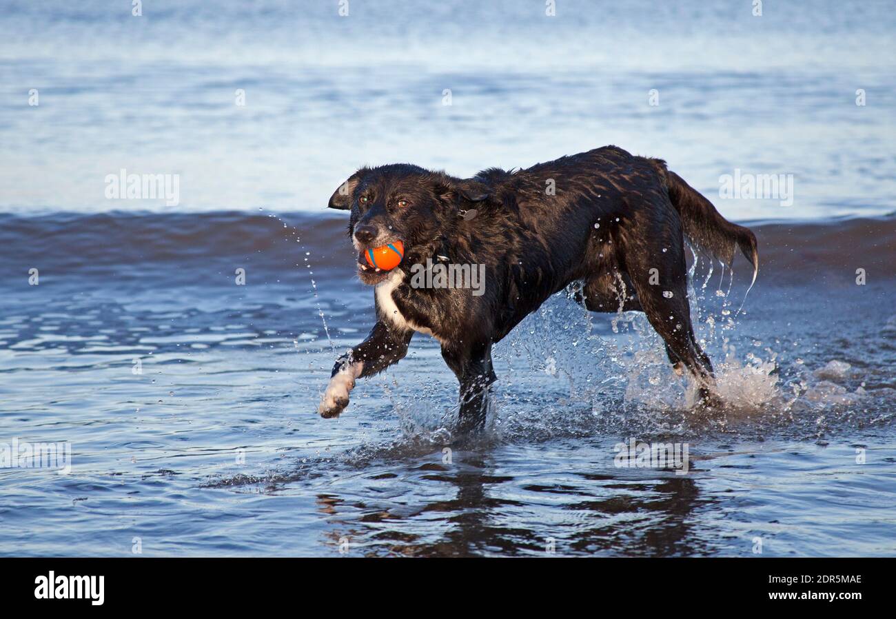 Portobello, Edinburgh, Schottland, Großbritannien. 20 Dezember 2020. Sonnenschein, aber kühle Temperatur von 7 Grad Celsius das hält nicht an 7 Jahre alten Poppy das Labor / Collie mit einem Ball und Splash und Dash in der Firth of Forth. Quelle: Arch White/Alamy Live News. Stockfoto