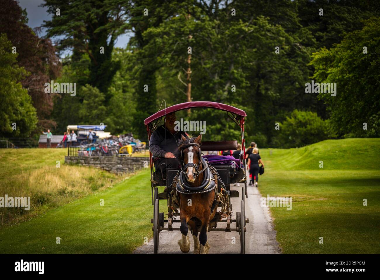 Pferde und Wagen im Killarney National Park, in der Nähe der Stadt Killarney, County Kerry, Irland Stockfoto