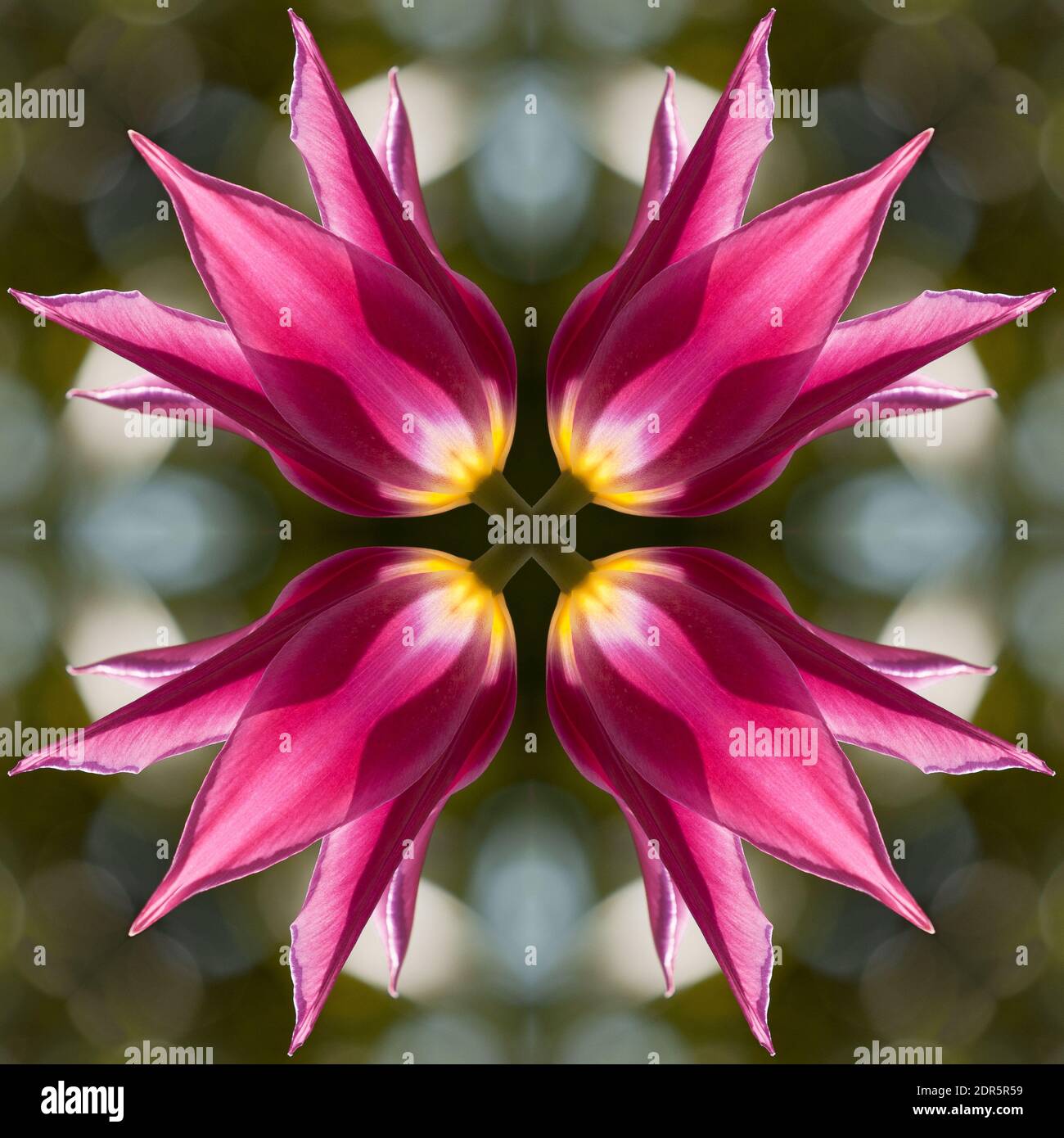 Tulpe blüht im Blütenkaleidoskop Stockfoto