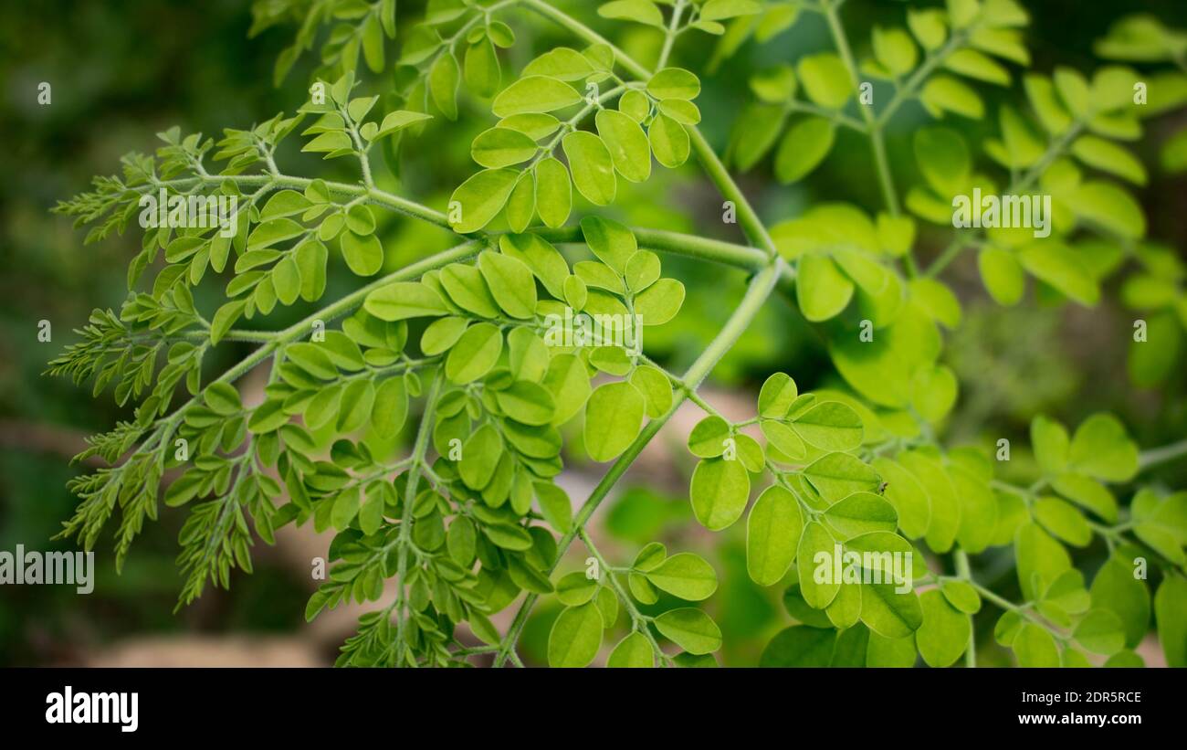Angeordnet grüne Sajna Blätter. Natürliche Moringa Blätter Baum Grün Hintergrund. Frische grüne Moringa-Blätter. Stockfoto