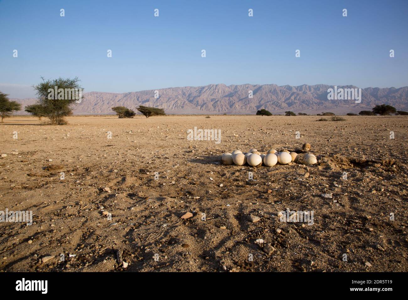 Strauß- Straußennest mit Eiern (Struthio camelus) Stockfoto