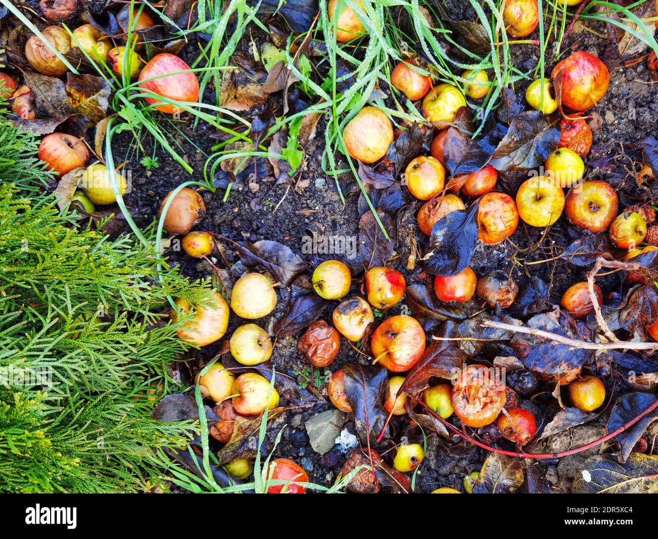 Gefallene Äpfel, die überreif sind und im Garten auf dem Boden verrotten. Stockfoto