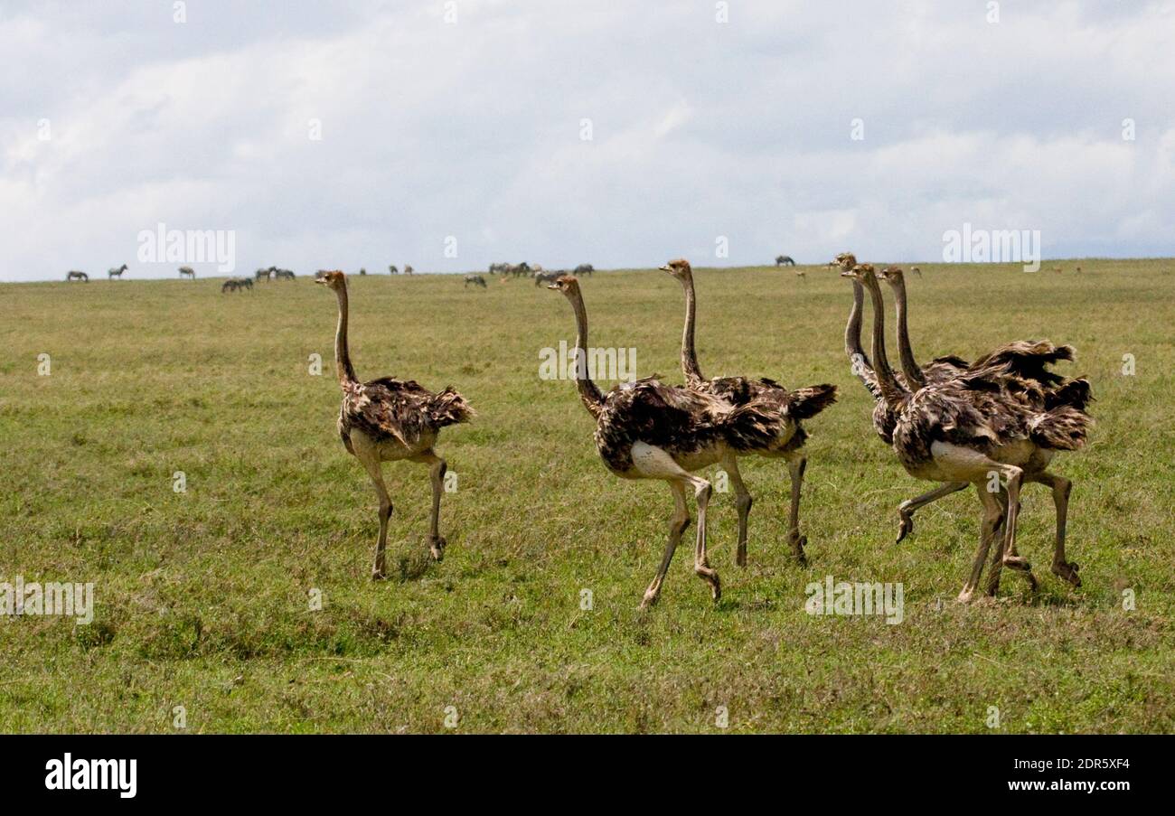 Gemeinsamen Strauß (Struthio Camelus) Stockfoto