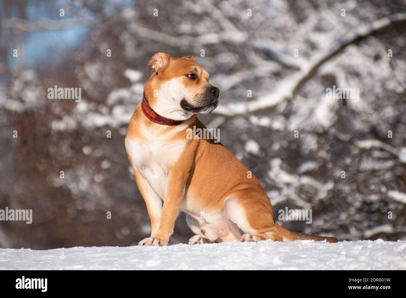 Rothaarige orange große mächtige Hund der Rasse Cadebo, zu Fuß im Winter, saß auf dem Schnee auf einem Hügel auf dem Hintergrund des Waldes Stockfoto