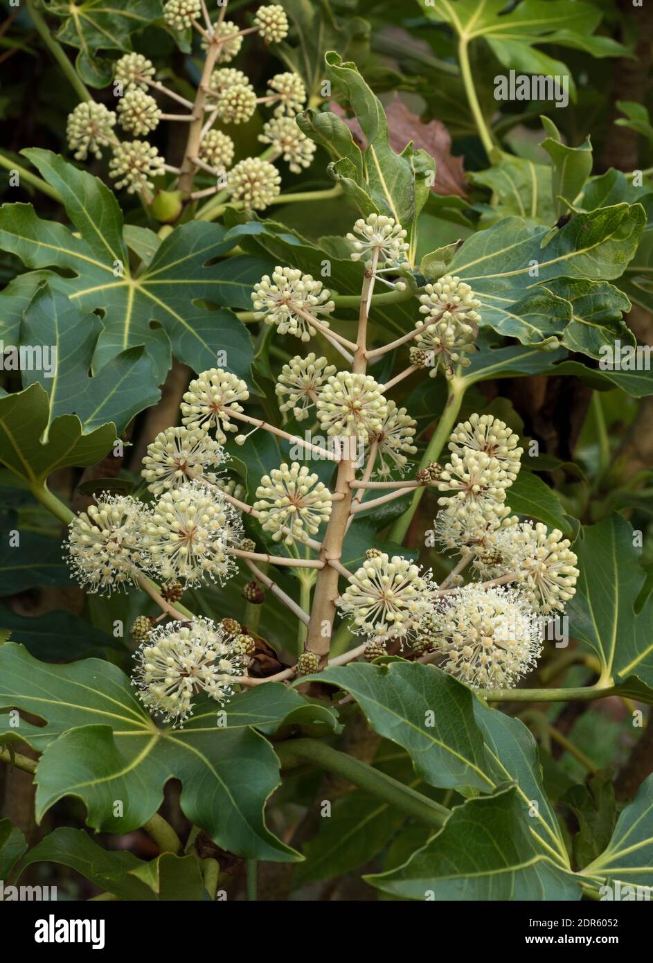Blütendolden von Paperplant, Fatsia japonica, Worcestershire, Großbritannien. Stockfoto