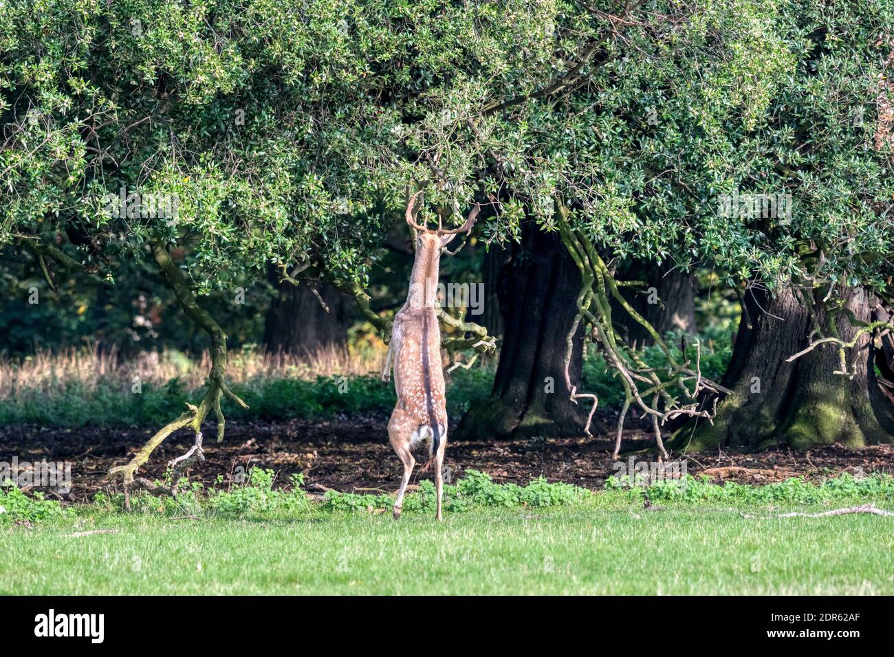 Damwild Hirsch oder Bock, Dama dama, stehen auf Hinterfüßen zu erreichen und auf unteren Ästen von Bäumen. In Holkham Park, Norfolk. Stockfoto