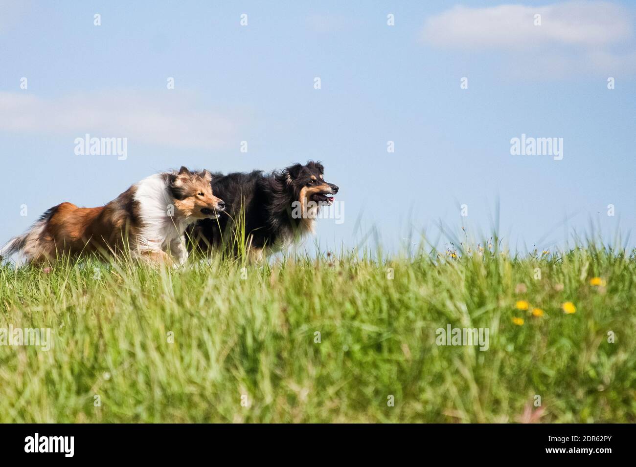 Collie ist ein proportionaler Hund mittlerer Höhe, ziemlich leicht gebaut, mit einer spitzen Schnauze. Collies sind aktiv, agil und haben in den meisten Fällen eine Pronou Stockfoto