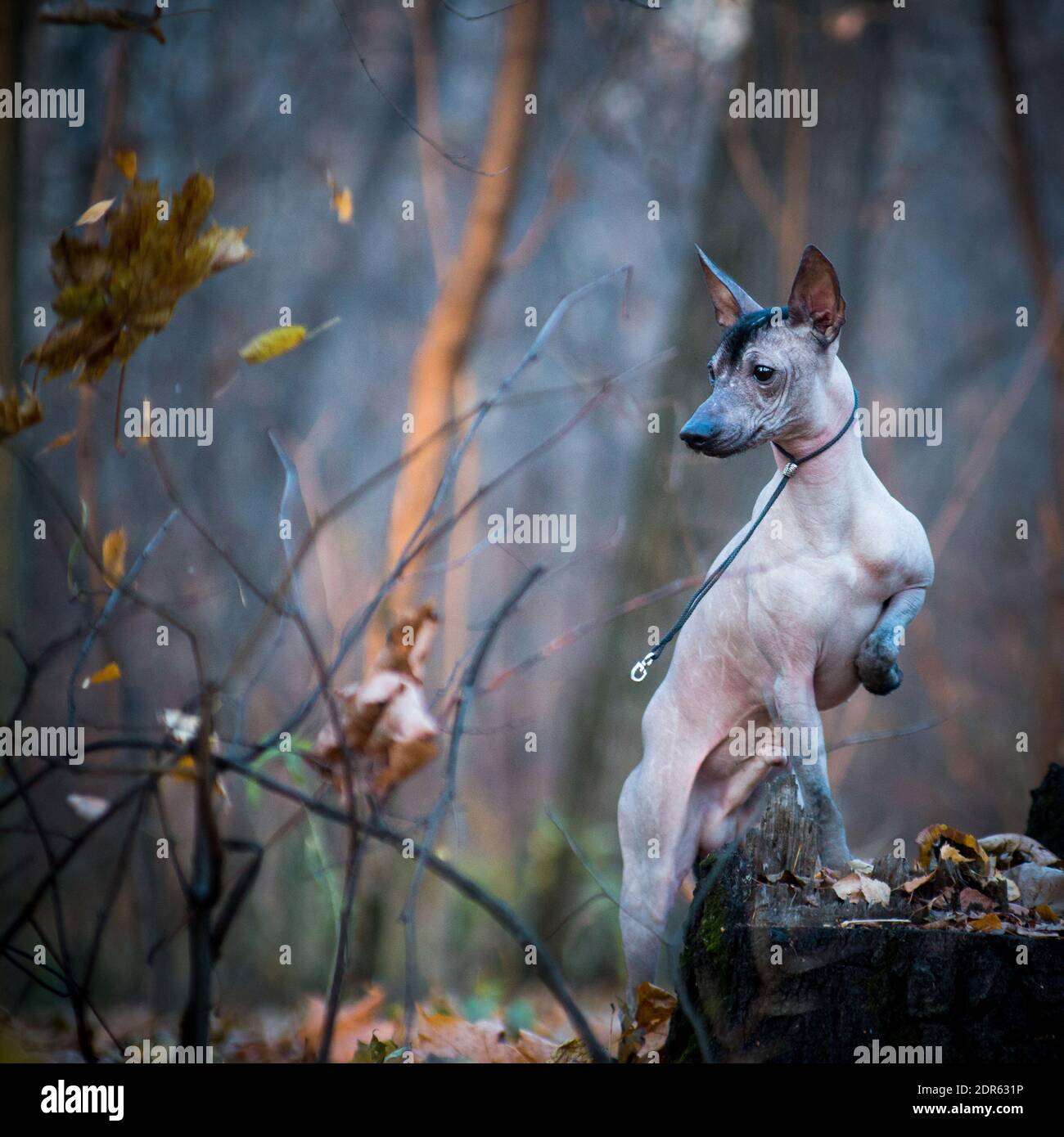 Ein brauner haarloser xolo-Hund (xoloitzcuintle, mexikanischer haarloser Hund) steht im Park im Wind, im Freien, auf einem Stumpf, auf seinen Hinterbeinen. Herbst Stockfoto