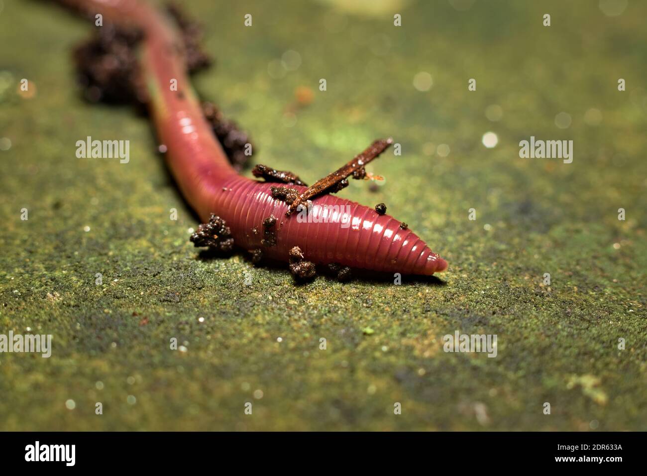 Regenwurm, lumbricina, kriechen eine lange ein grünes Moos bedeckt Stein Stockfoto