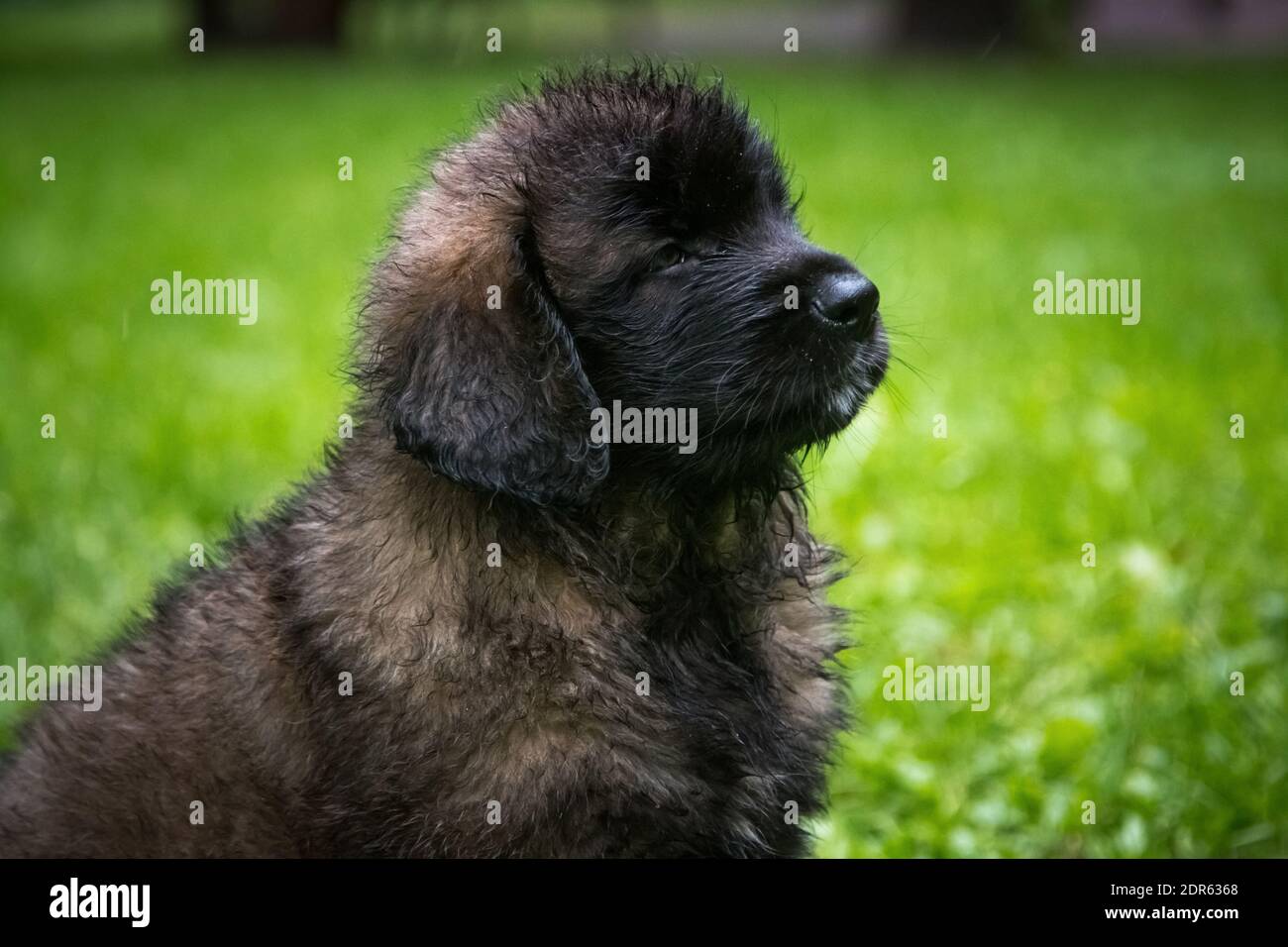 Leonberger sind sehr starke Hunde mit einem ausgewogenen Temperament, können als Wachhunde, Begleiter, Familienhunde verwendet werden. Stockfoto