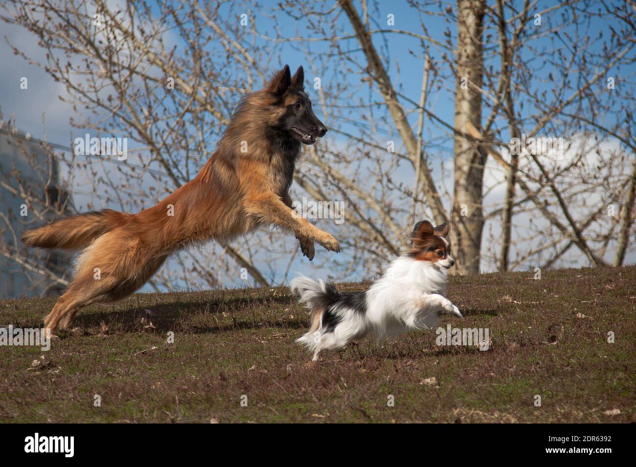 Synchronhunde groß und klein, Tervuren (belgischer Schäferhund) und  Papillon, laufen zusammen, bewegen, springen, im Sommer im Freien im Park  Stockfotografie - Alamy
