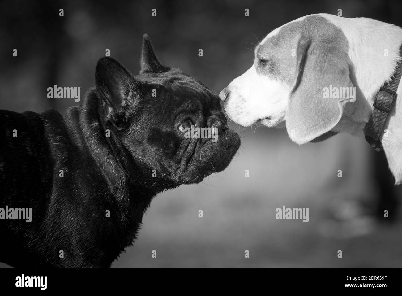 Schwarz-Weiß-Foto von zwei Hunden, Beagle und Französisch Bulldog, Wandern im Freien Stockfoto