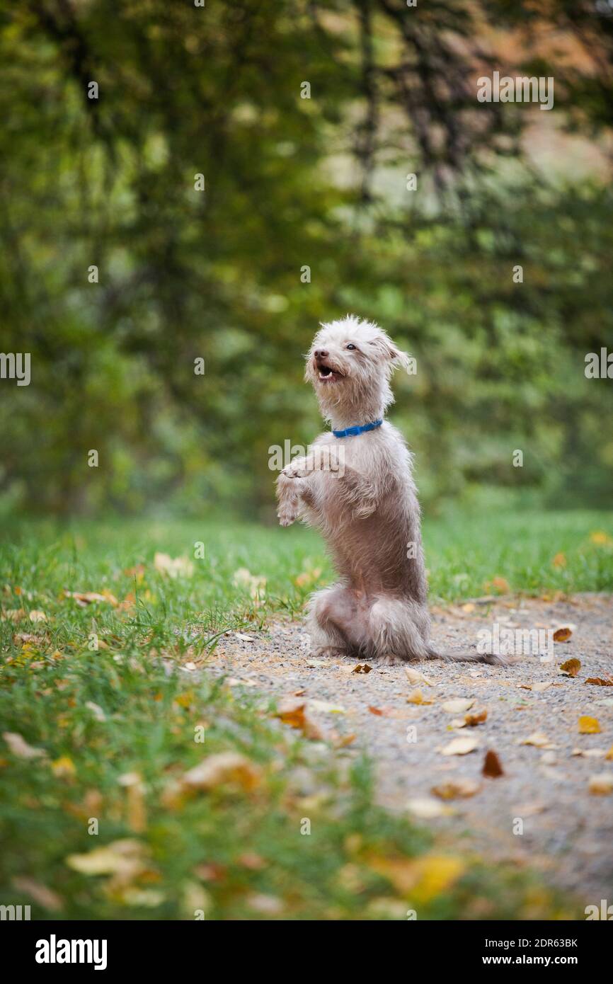 Ein kleiner heller Hund von unsicherer Rasse, stehen auf seinen Hinterbeinen auf einer Lichtung im Wald zwischen Gras und gelben Herbstblättern vor dem Hintergrund Stockfoto