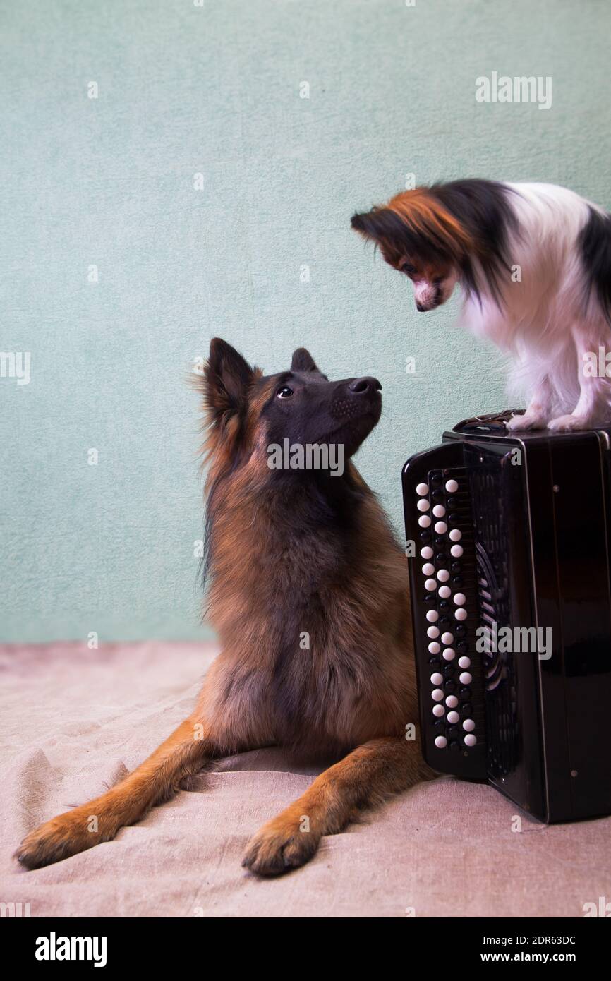 Ein ausgebildeter, großer Hund der Rasse Tervuren neben einem kleinen Hund der Rasse Papillon neben dem Musikinstrument Knopfakkordeon auf dem Boden indo Stockfoto