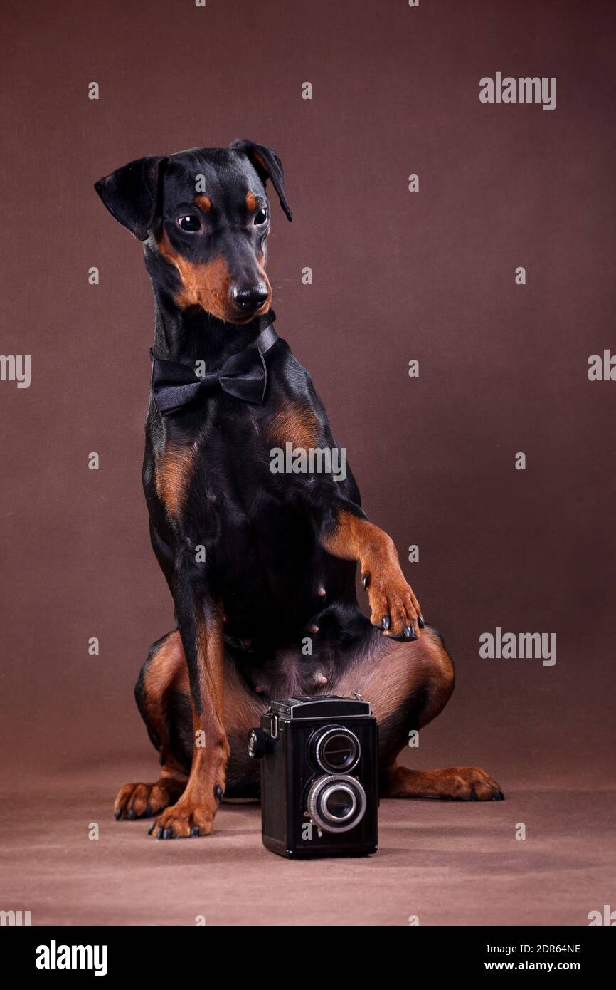 Deutsch Pinscher - ein mittelgroßer Hund in Deutschland gezüchtet Das Ende des 18. Jahrhunderts Stockfoto