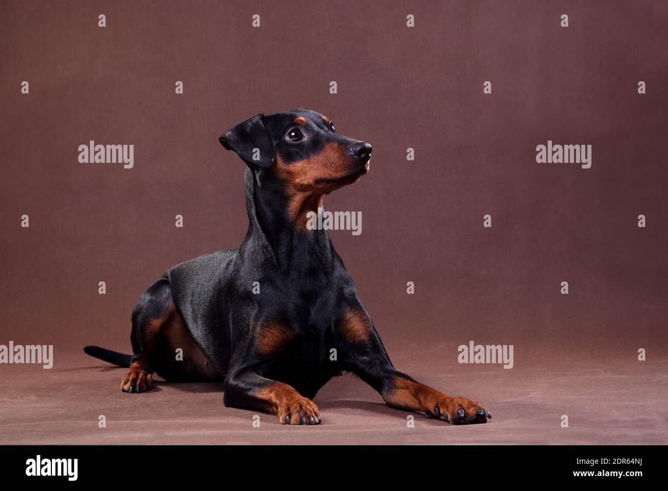 Deutsch Pinscher - ein mittelgroßer Hund in Deutschland gezüchtet Das Ende des 18. Jahrhunderts Stockfoto