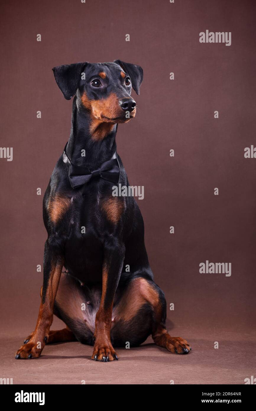 Deutsch Pinscher - ein mittelgroßer Hund in Deutschland gezüchtet Das Ende des 18. Jahrhunderts Stockfoto