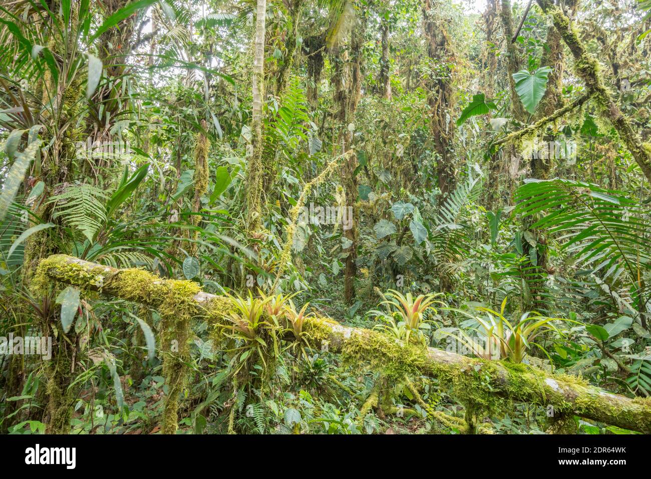Das Innere des Bergregenwaldes (Nebelwald) im biovielfältigen Los Cedros Reservat im Westen Ecuadors. Boomeliaden auf einem Ast im Vordergrund. Stockfoto