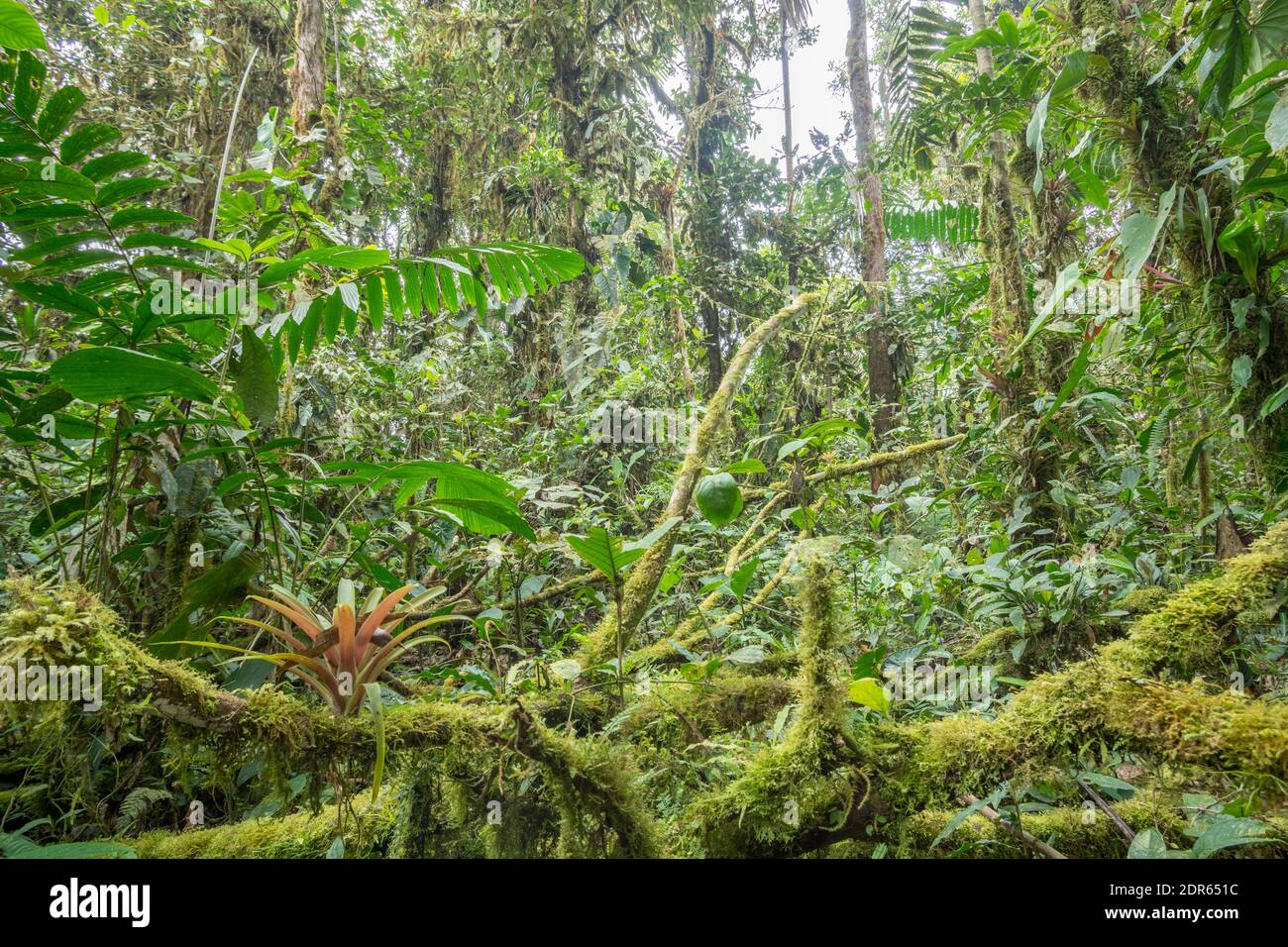 Moosiger Zweig im Bergregenwald (Nebelwald) im biodiverses Los Cedros Reservat im Westen Ecuadors. Stockfoto