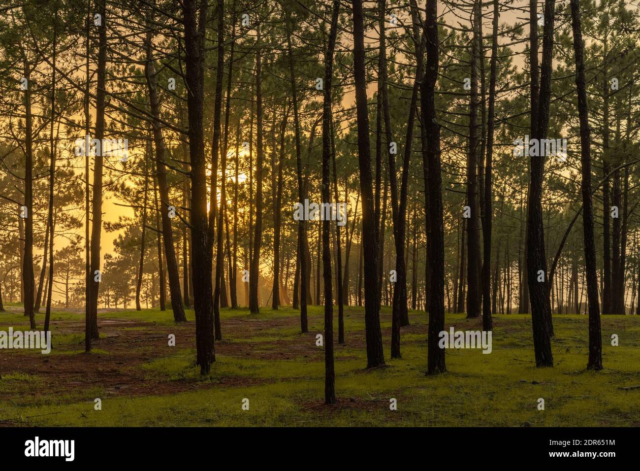 Blick auf schöne warme goldene Sonnenlicht scheint durch eine dichte Wald am Abend Stockfoto