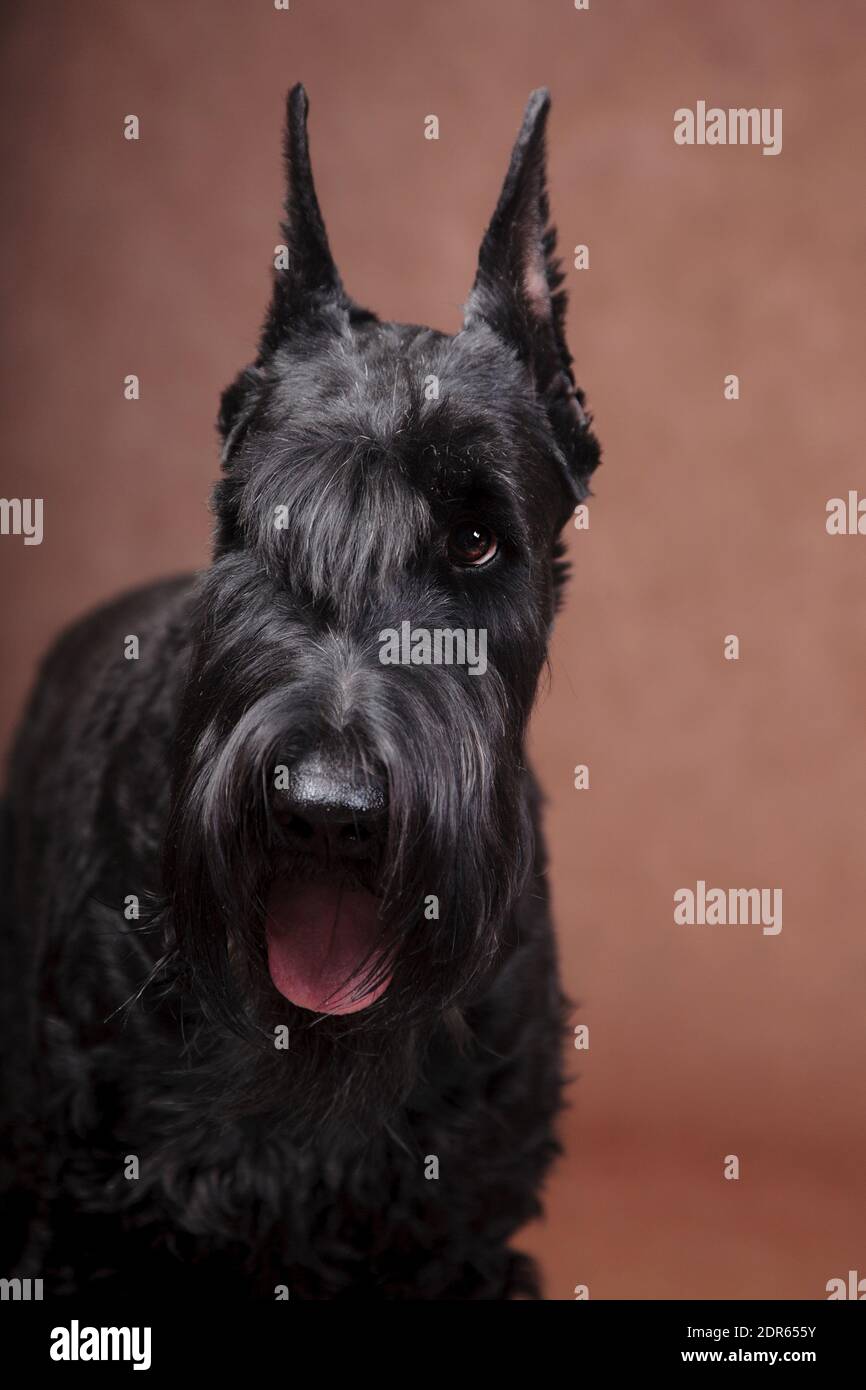 Portrait, mit ausdrucksstarkem Auge, ein großer schwarzer schöner Hund Riese Schnauzer brütet in einem Studio drinnen auf braunem Hintergrund Stockfoto