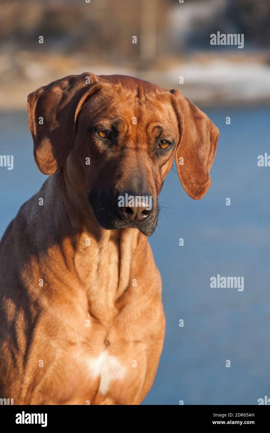 Porträt eines Ingwer-Großhundes der Rhodosschen Ridgeback-Rasse, im Freien, auf blauem Wasserhintergrund Stockfoto