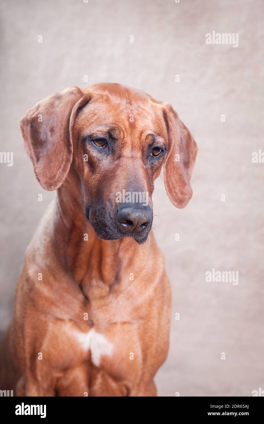 Ausgebildeter Ingwer-Großhund, Rhodesian ridgeback Rasse, Portrait, drinnen, auf grau-beigem Hintergrund Stockfoto