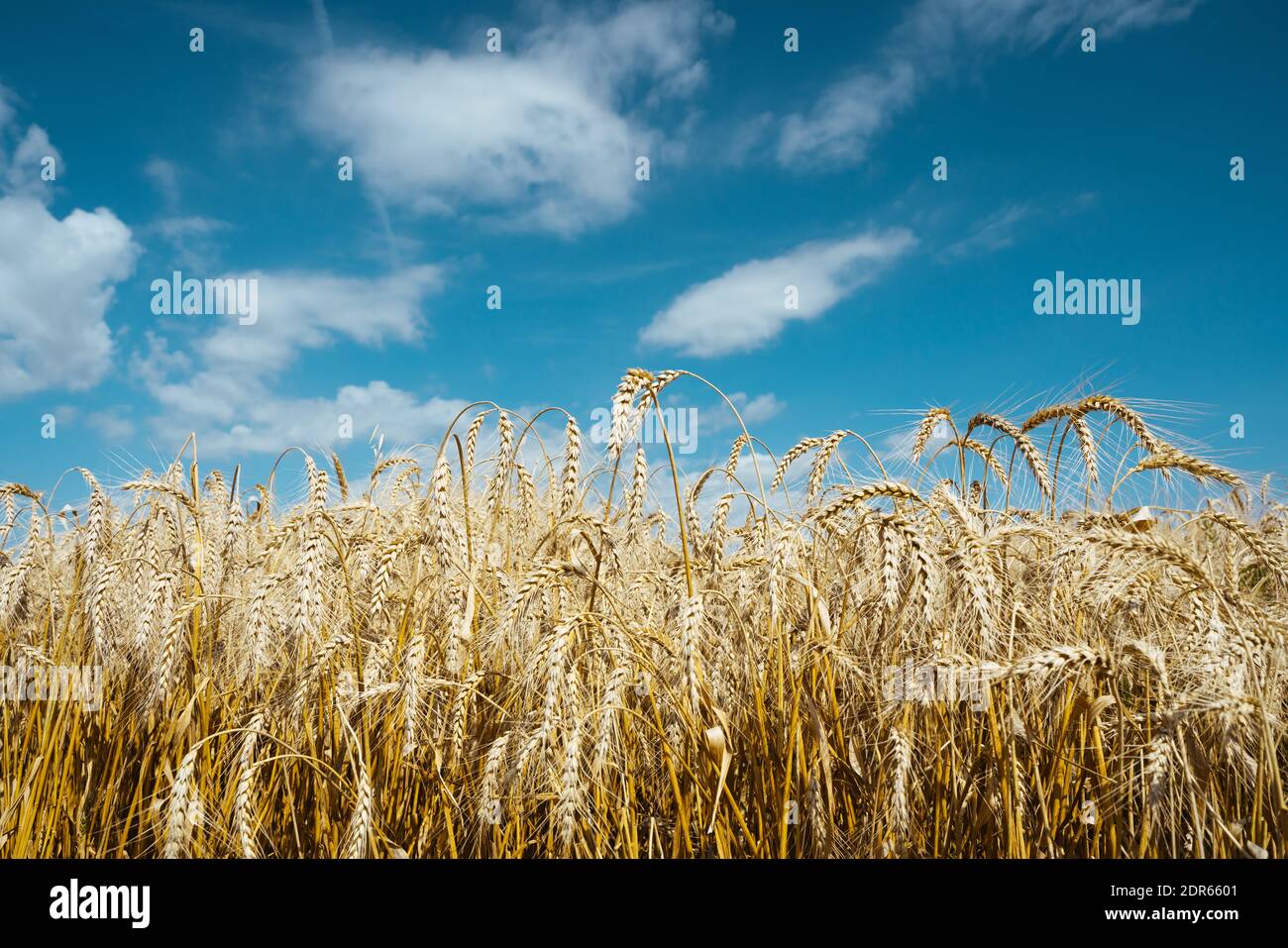 Agrarbereich. Reife Ähren aus Weizen. Das Konzept einer reichen Ernte. Stockfoto
