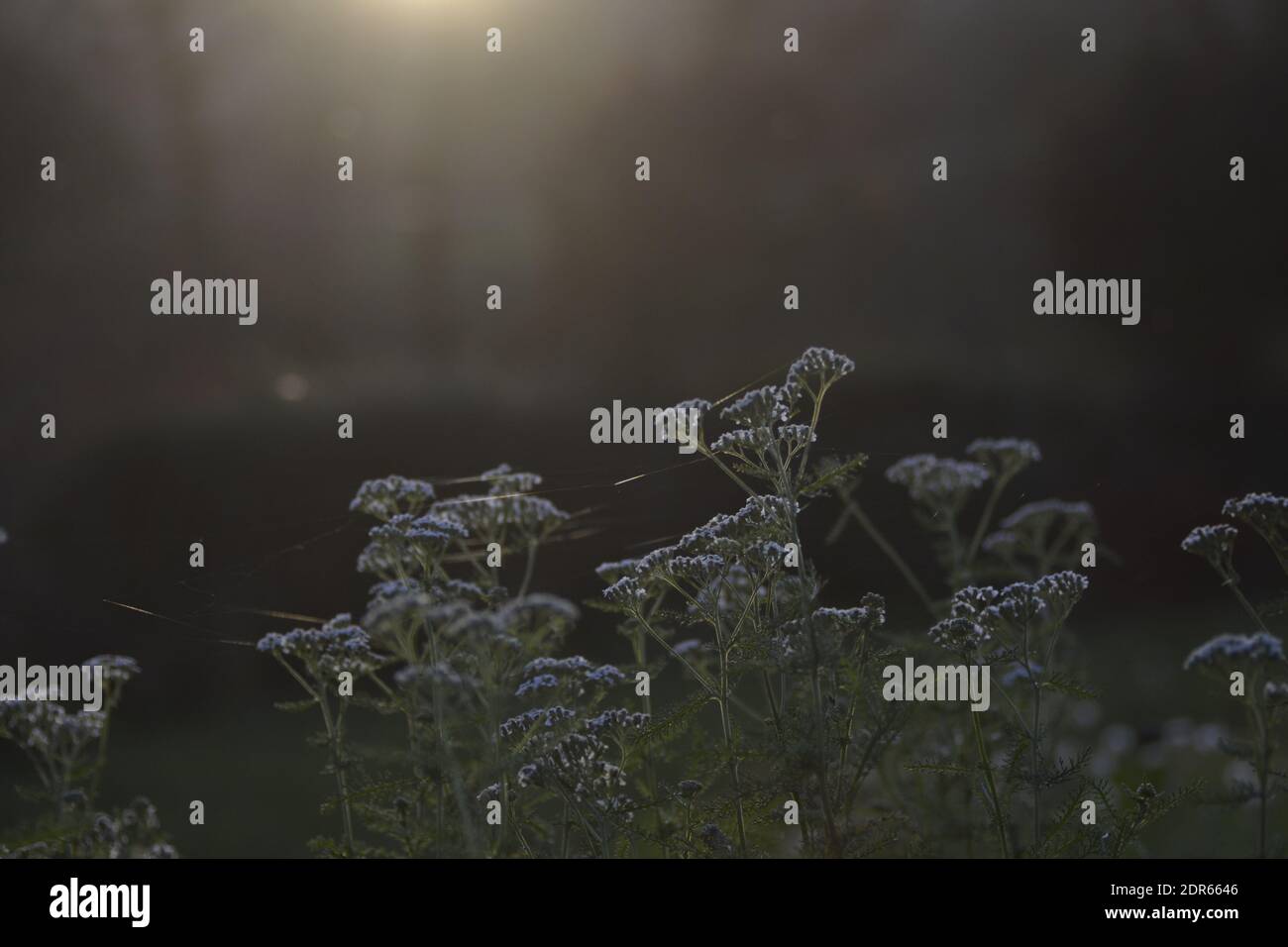 Blumen im Garten in der Abendsonne Stockfoto