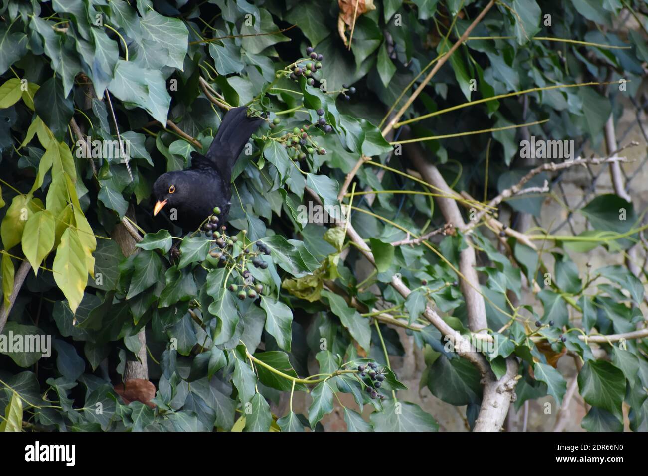 Amseln sind Allesfresser, aber zu groß, um hängend zu sein Gartenfütterer, um sie zu Ihrem Hinterhof anzuziehen ist es Am besten Lebensmittel auf Vogeltisch zu setzen Stockfoto