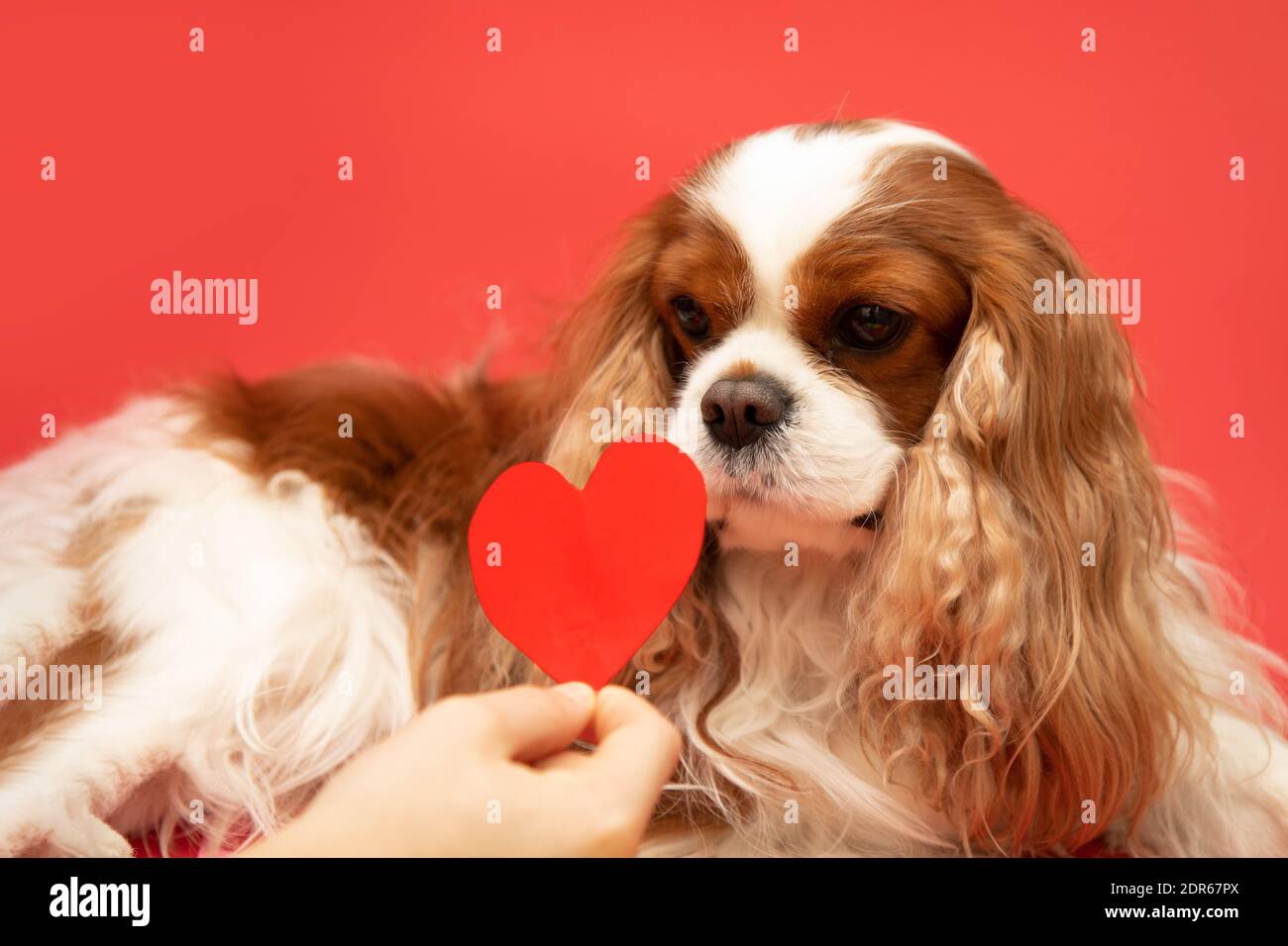 Niedlicher Liebhaber valentine Cavalier König charles Spaniel mit rotem Herz, auf rotem Hintergrund. Die Hände des Besitzers halten das Herz an den Hund Stockfoto