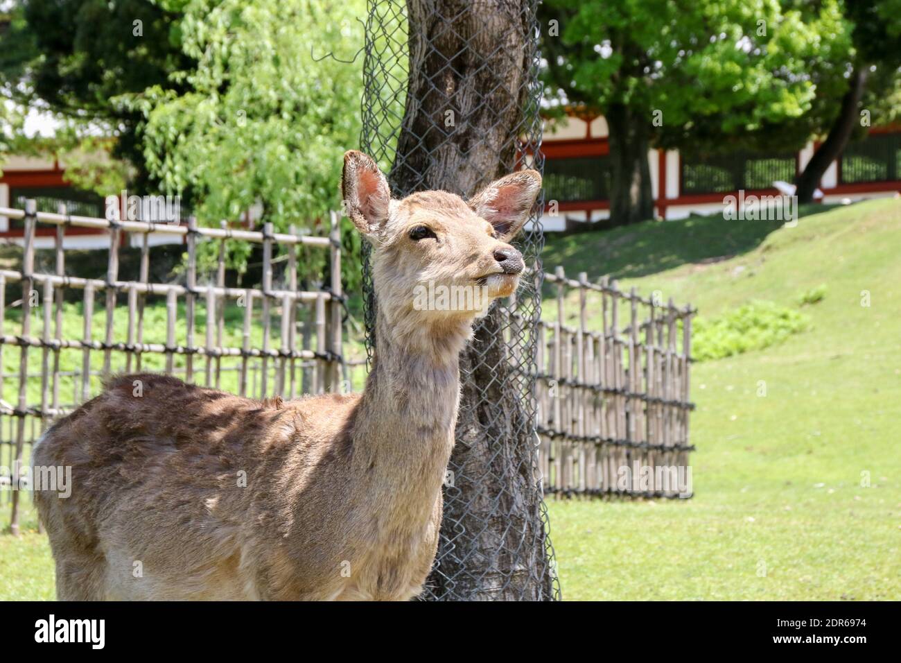 Sika Deer Park, Nara, Japan Stockfoto