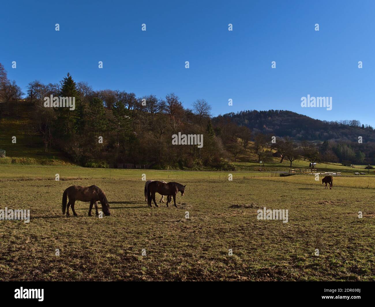 Pferdegruppe auf einer spärlichen Wiese im Winter im kleinen Dorf Breitenholz, Ammerbuch, Baden-Württemberg, Deutschland unterhalb des Schönbuchwaldes. Stockfoto