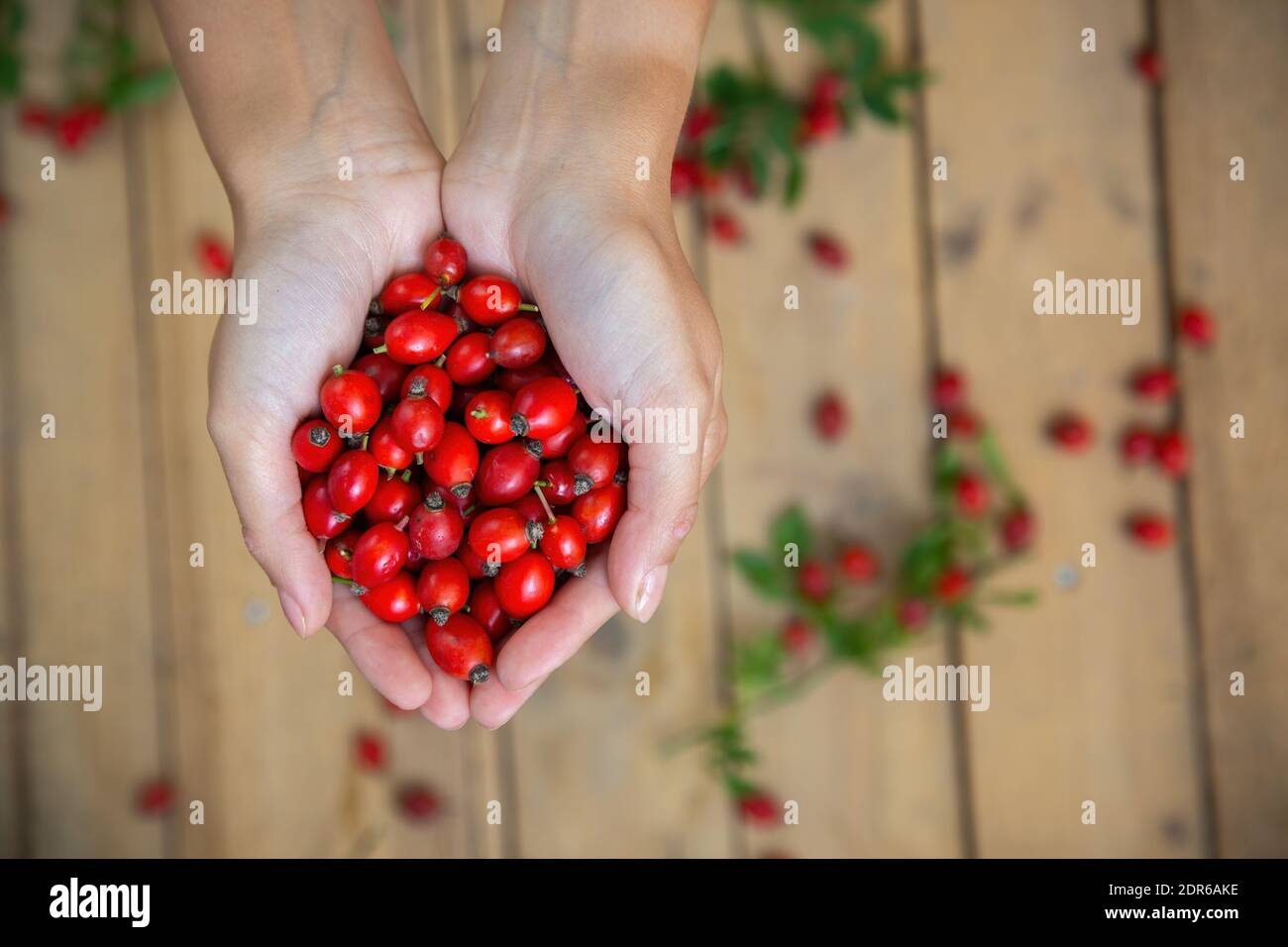 Eine Handvoll frische Hagebutten vor dem Holzschreibtisch Von oben Stockfoto