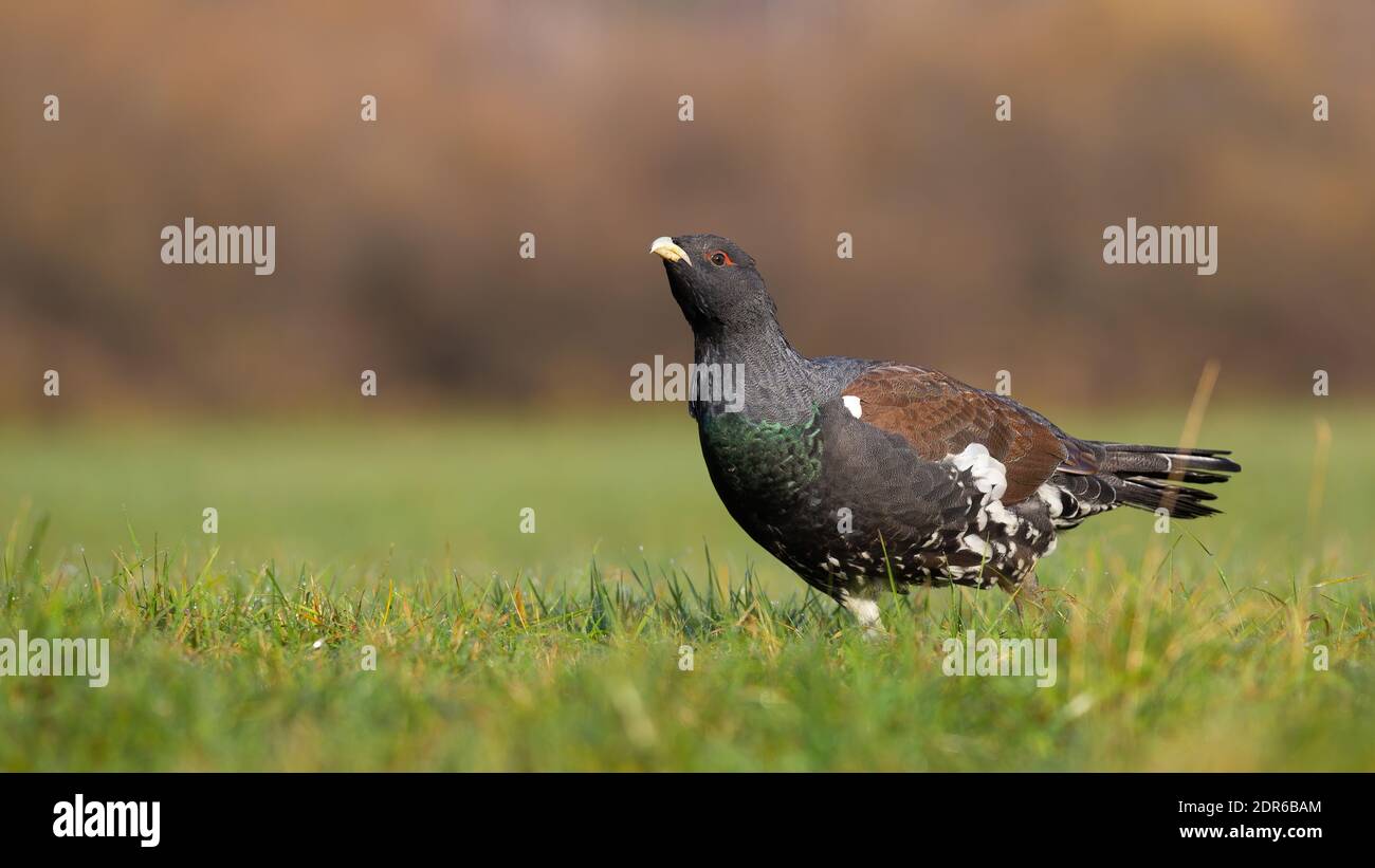 Westliche Auerhahn Blick auf Wiese im Herbst Natur Stockfoto