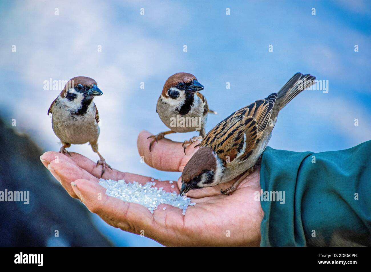 Männer füttern drei Sperlinge mit Reis in der Hand Stockfoto