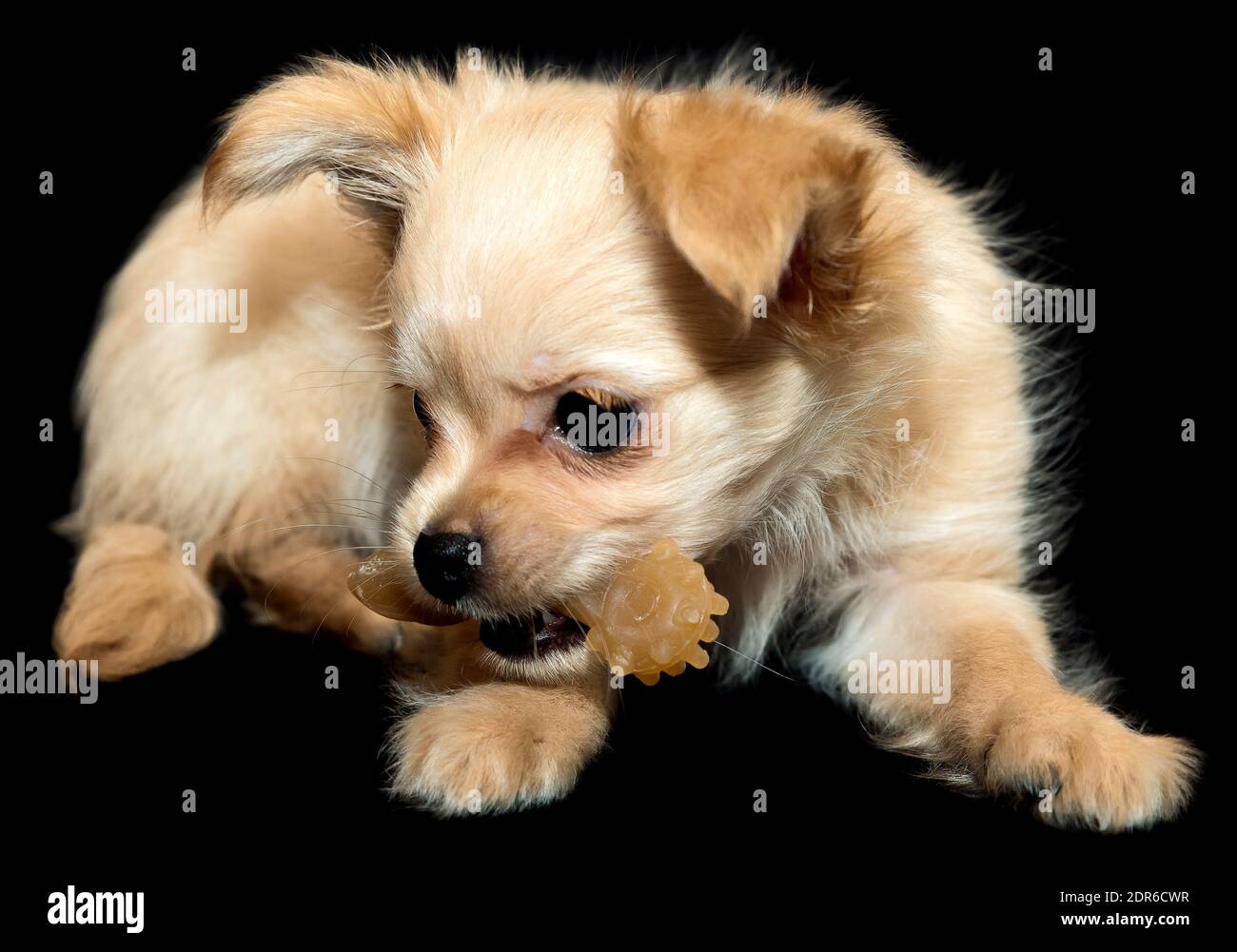 Kleiner Hund Zähne Putzspielzeug. Beigefarbener Welpe auf schwarzem Hintergrund. Stockfoto