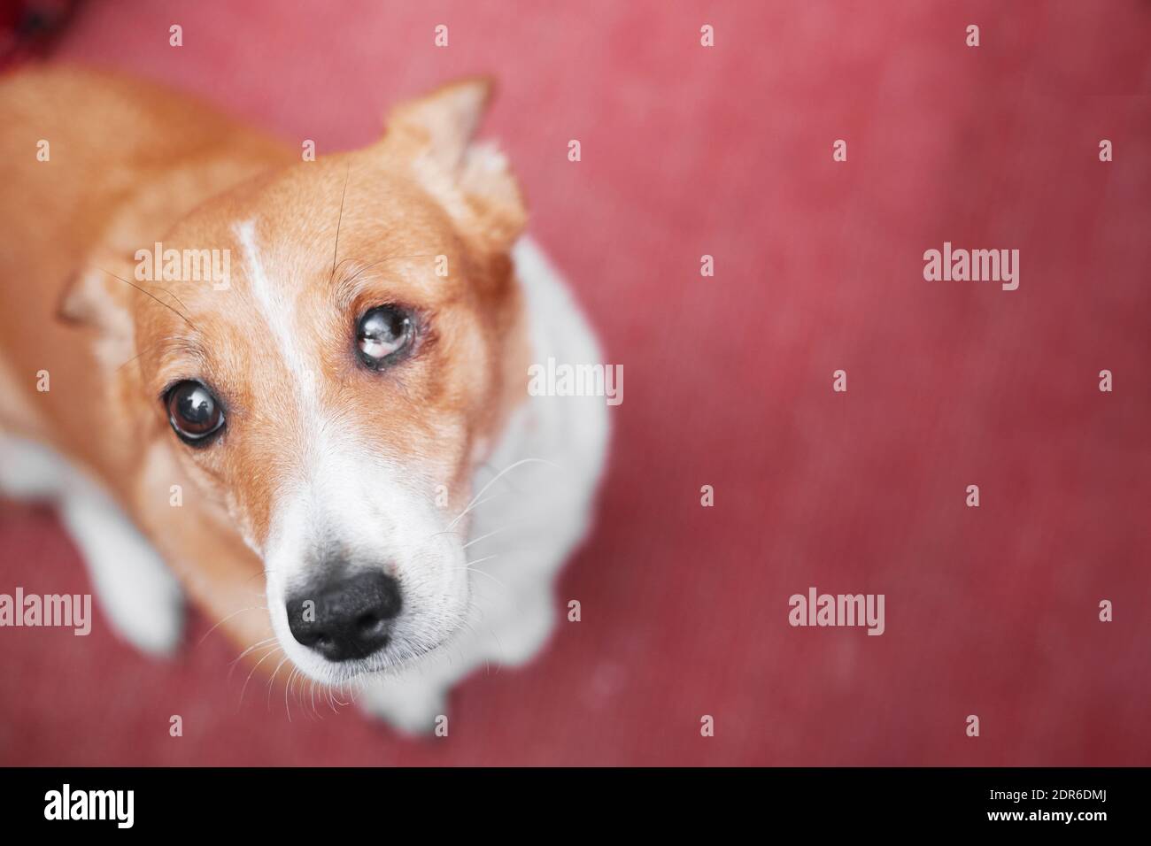 Rothaarige Hund mit einem beschädigten Auge sehen niedlich, Kopierer Platz Stockfoto