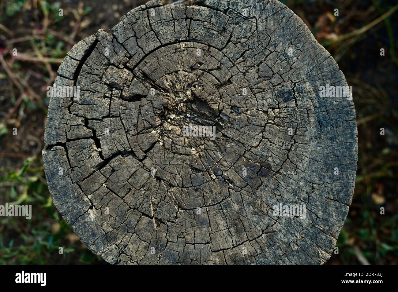 Ein alter grauer Stumpf mit kreisförmigen Rissen von jahralten Ringen. Ansicht von oben als Hintergrund. Stockfoto