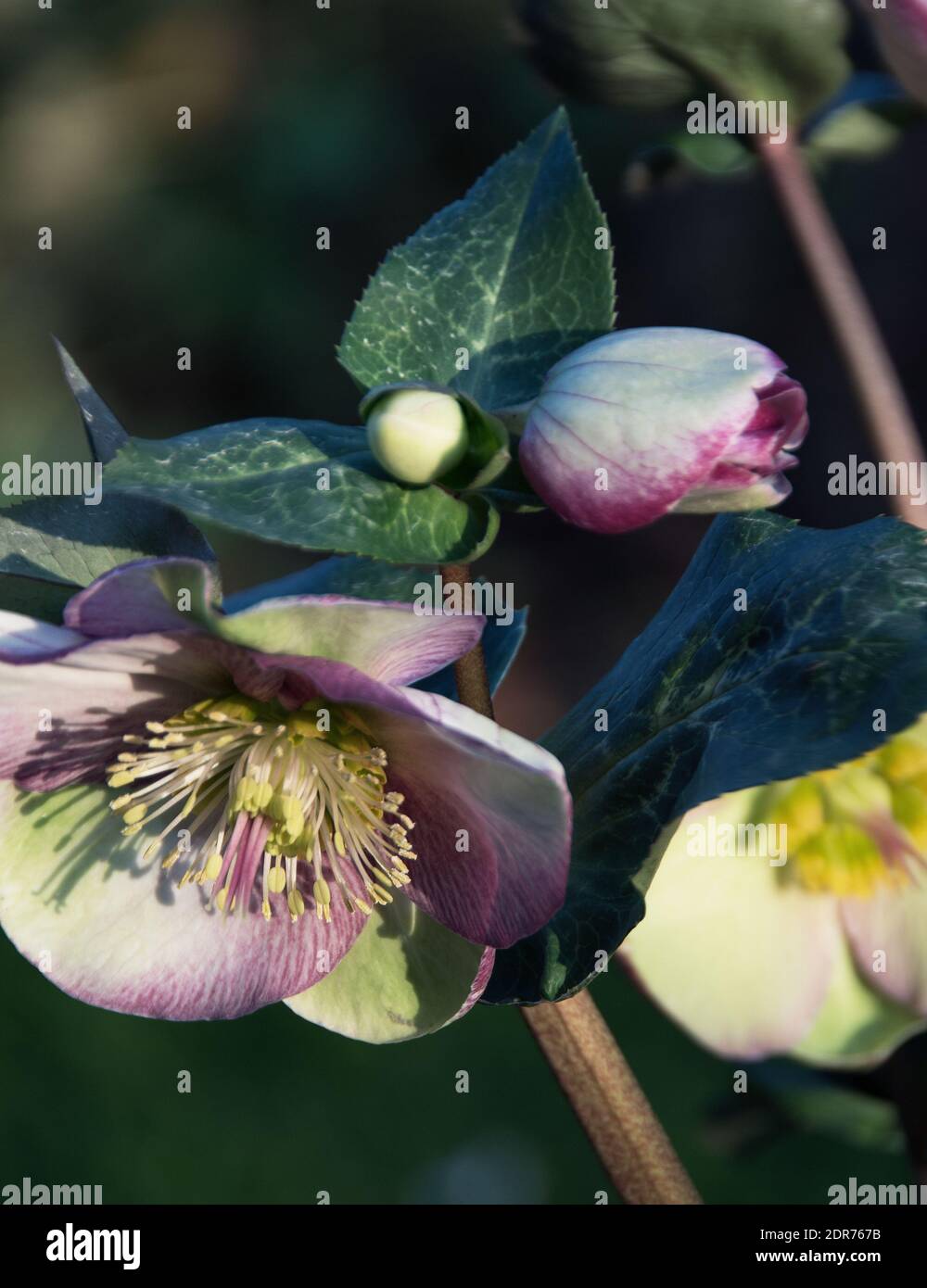 Helleborus Glenda’s Gloss ist eine immergrüne krautige mehrjährige Hellebore, die schöne dunkelgrüne Blätter hervorbringt, die silbergeädert und marmoriert sind Stockfoto