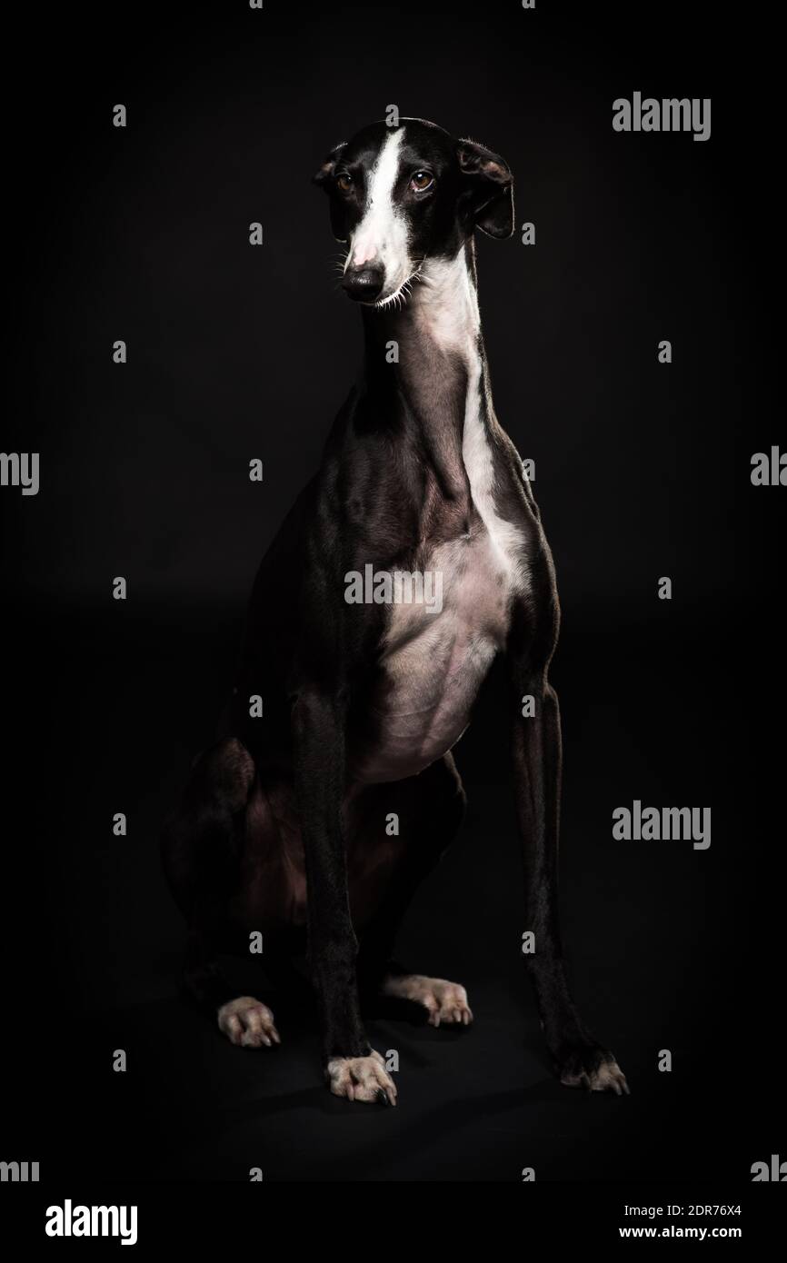 Greyhound Hund, schöne schwarz und weiß Tier Stockfoto