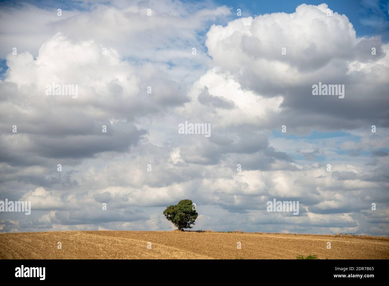 Leeres Feld mit einsamen Baum in Champagne, Bourgogne in Frankreich Stockfoto