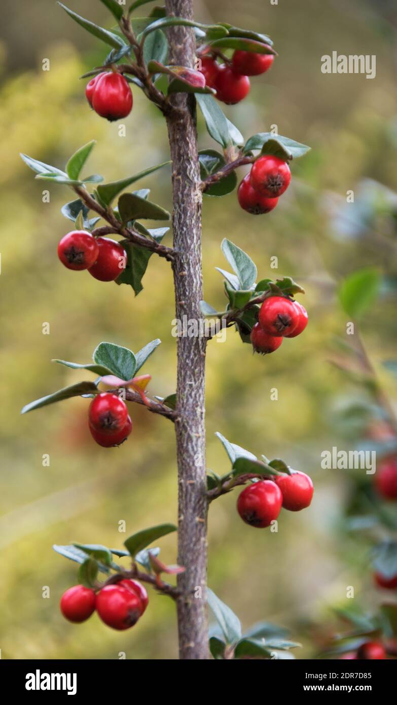 Cotoneaster Beeren Stockfoto