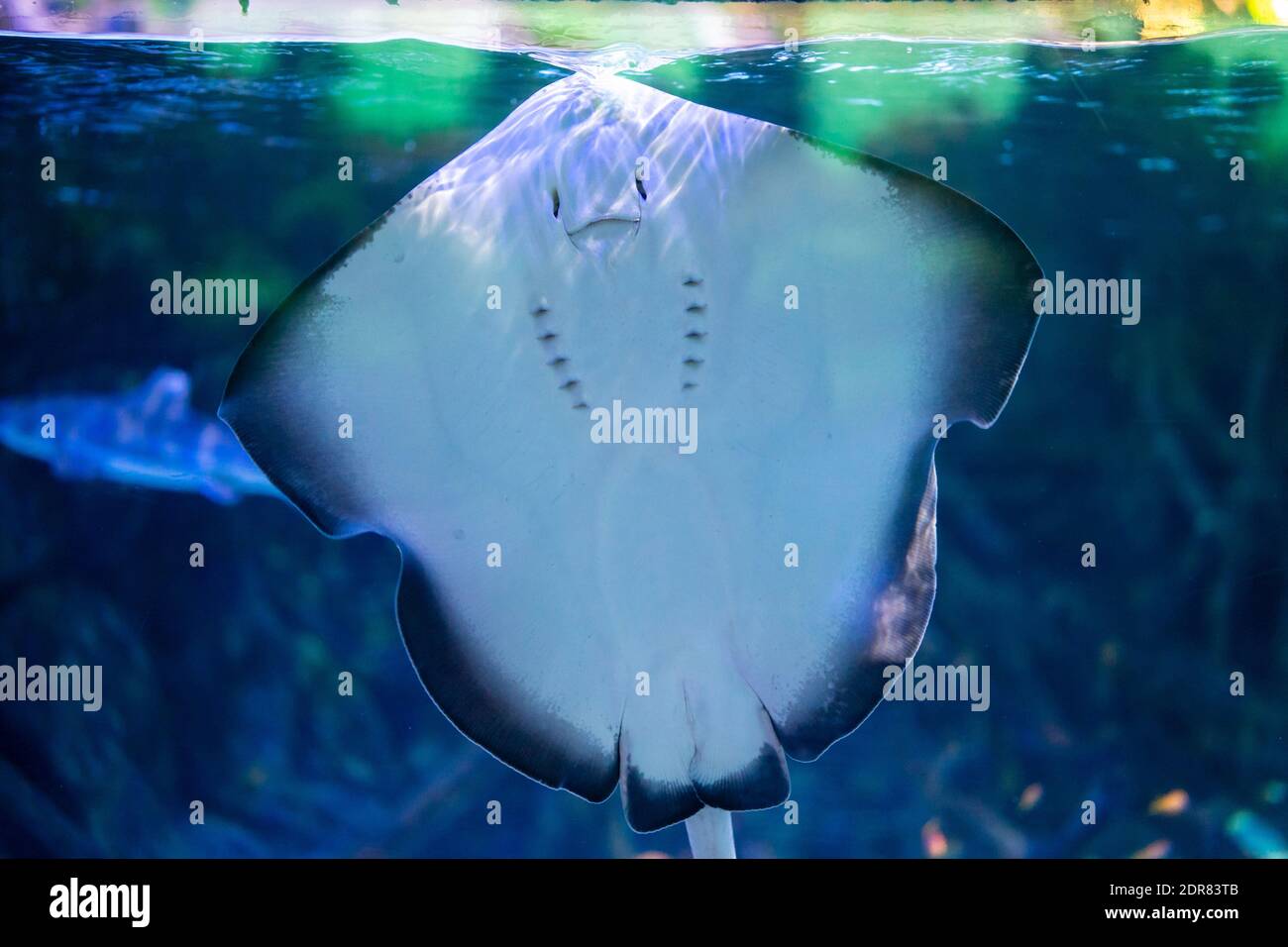 Nahaufnahme Von Stachelrochen Im Aquarium Stockfotografie Alamy