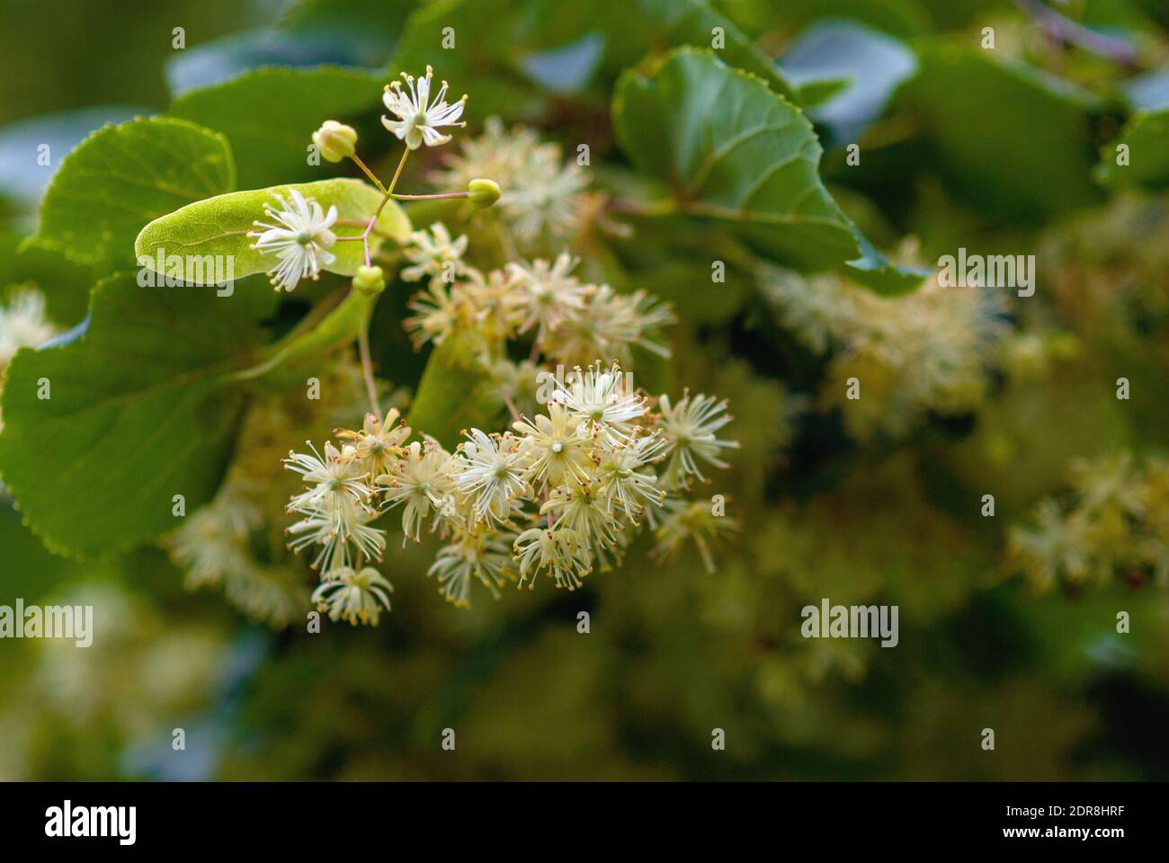 Lindenblüte auf Baum, Nahaufnahme Stockfoto