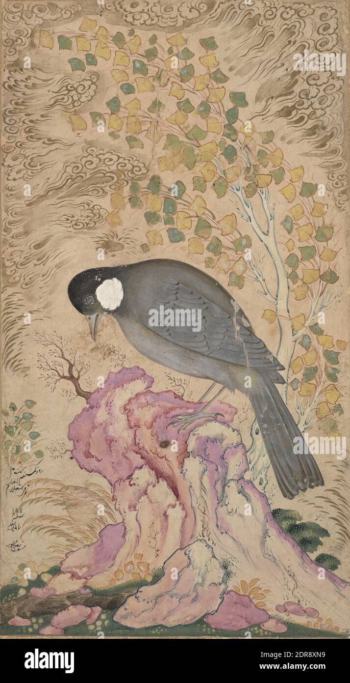 Künstler: Mu’in Musavvir, Iraner, ca. 1610–1693, Weißohrbül auf einem rosa Felsen, ca. 1676–80, Tinte, opakes Aquarell und Gold auf Papier, ohne Befestigung: 7 11/16 × 4 5/16 Zoll (19.5 × 10.9 cm), wie seine Lehrerin Riza Abbasi, arbeitete Mu’in Musavvir sowohl für den Hof als auch für Privatpersonen. Er war einer der produktivsten Künstler des späten siebzehnten Jahrhunderts und einer der wenigen, die häufig seine Werke signierten; die Unterschrift unten links zeigt seine typische unangenehme Kalligraphie., iranisch/persisch, islamisch, Safavid Dynastie (1501–1722), Gemälde Stockfoto