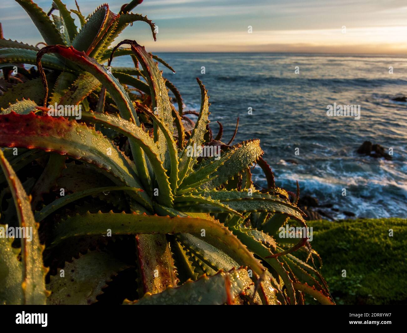 Aloe arborescens in Perkins Park am Ocean View Drive, Pacific Grove, Kalifornien. Stockfoto