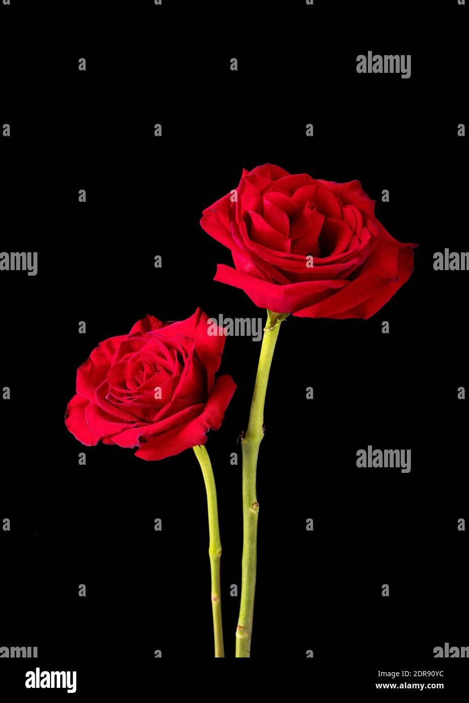 Ein Paar Rosenblüten der American Beauty auf schwarzem Hintergrund. Stockfoto